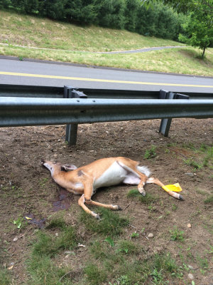 ripdeer.jpg