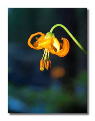 Tiger Lily