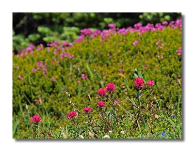 Wildflowers