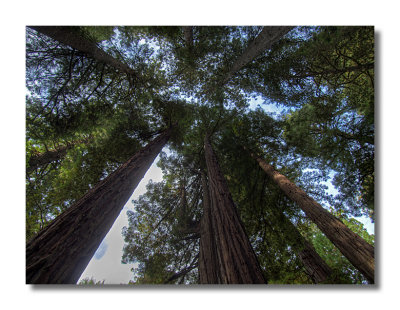 redwoods-ef-18d.jpg
