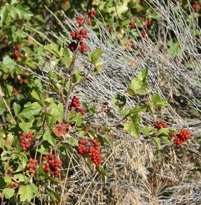 Lemonade Sumac