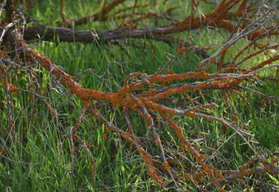 Lichen-covered Sagebrush