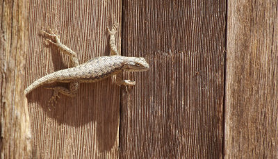 Lizard on Schoolhouse Door