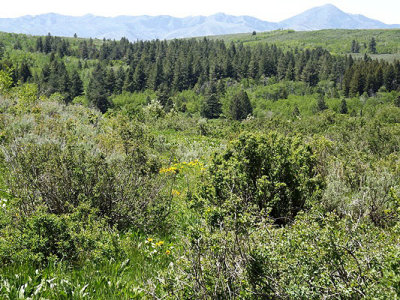 Across the South Fork Mink Creek Drainage