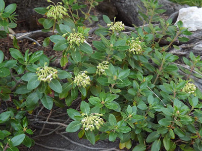 Labrador Tea