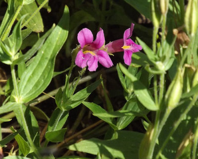 Lewis' Monkeyflower