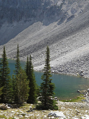 Subalpine Fir