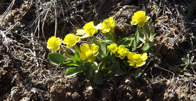 Sagebrush Buttercups