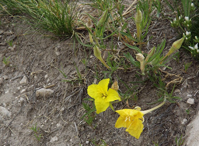 Evening-primroses at Pine Bluffs