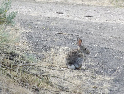 Cottontails are Everywhere this Year