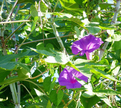 Morning-glories in Mexico
