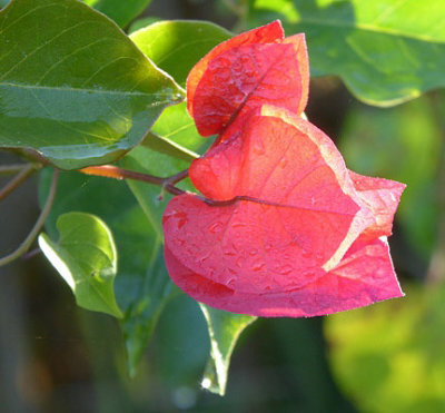 Bougainvillea