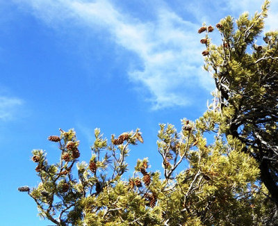Limber Pine Cones Held Aloft