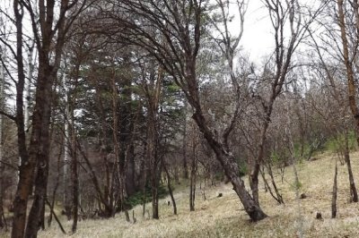 Bigtooth Maple Forest in Early Spring