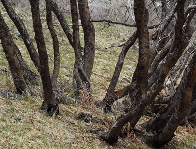 A Clump of Maple Trunks