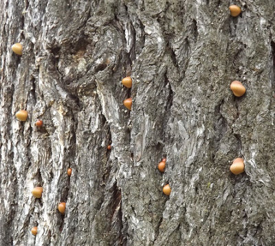 A Trunk Full of Fungi