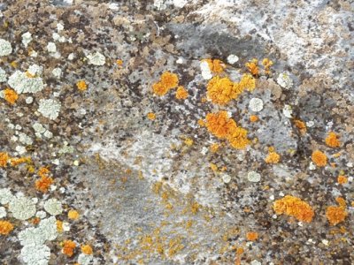 Lichens Decorate a Rock