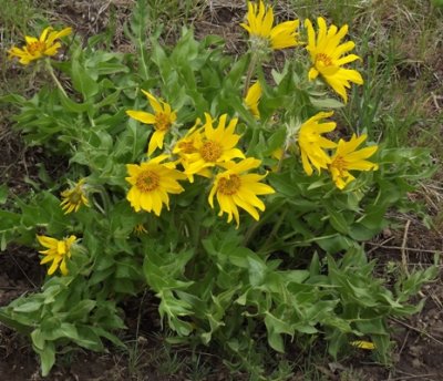 Balsamorhiza macroophylla