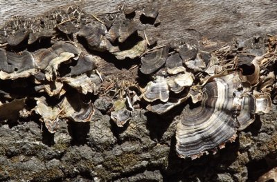 Shelf Fungus on a Black Oak Log