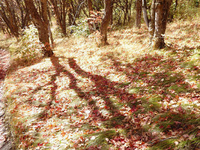 Maple Forest Tracings