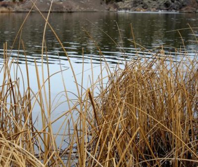 Cattail Thicket along Snake River
