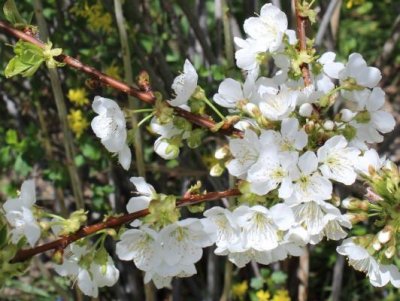 Rainier Cherry Blossoms