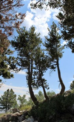 Limber Pines
