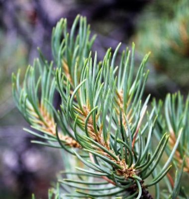 Singleleaf Pinyon Pine