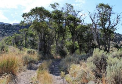 Cottonwoods at a Creek Crossing