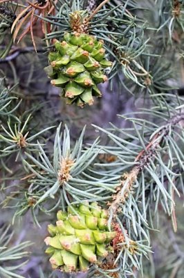 Singleleaf Pinyon Cones