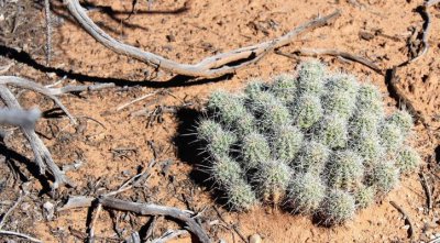 Hedgehog Cactus