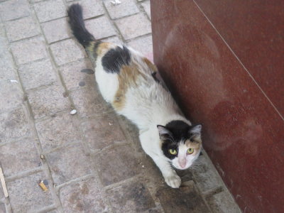 Kuwait City stray cat