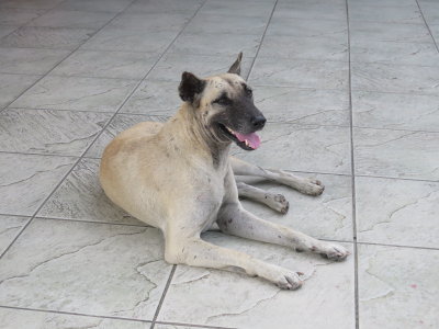 Pattaya stray dog