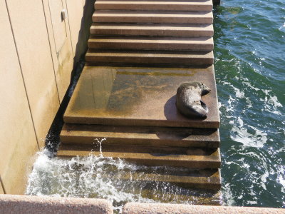 resting seal at Sydney opera house