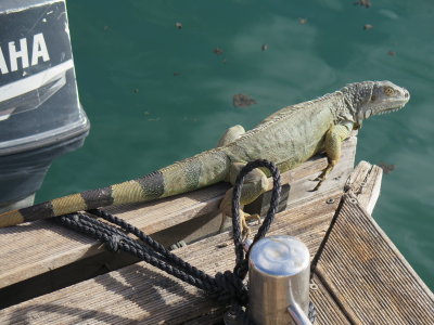 Marigot Saint Martin lizard