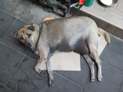 Bangkok stray dog march 2016