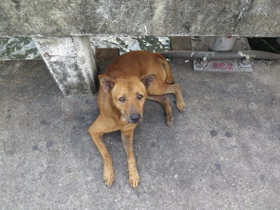 Bangkok stray dog