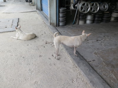 Bangkok three legged dog