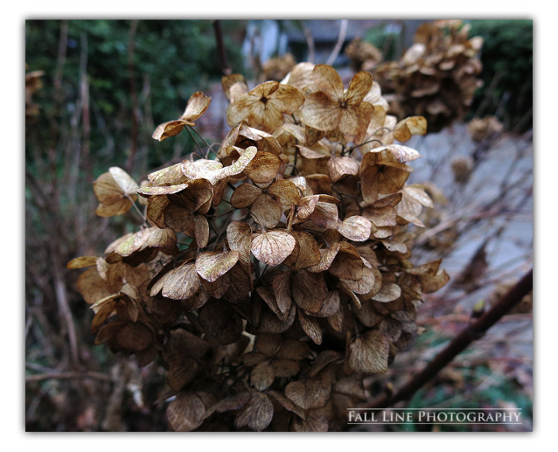 Dried Flower Head, December 2013