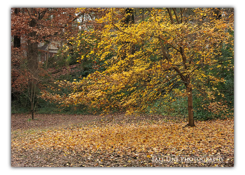 Last Gold of Autumn