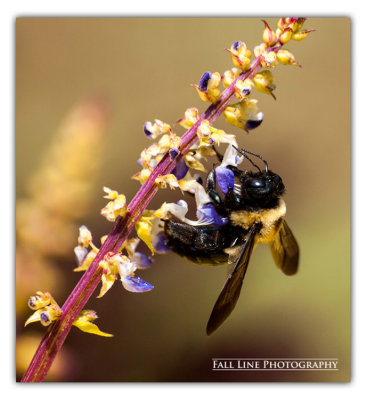 Honey Bee on Coleus Frond