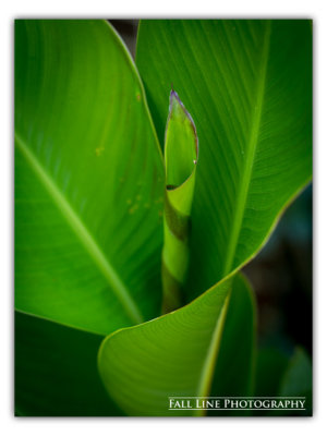 Canna-Vignette #2