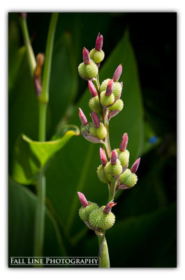 Canna Lilly Buds