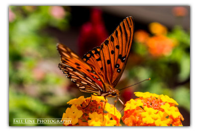 Gulf Fritillary