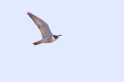 peregrine falcon 042113_MG_8446
