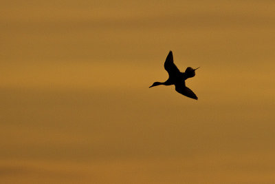 northern pintail 042213_MG_9401