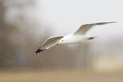 ring-billed gull 042013_MG_7723 