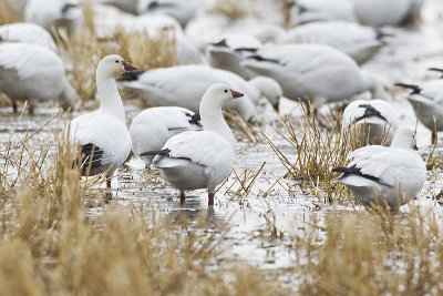 ross's geese 042613_MG_0456 