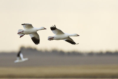 snow geese 042613_MG_0123