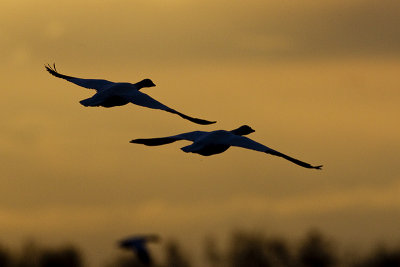 snow geese 042613_MG_0631